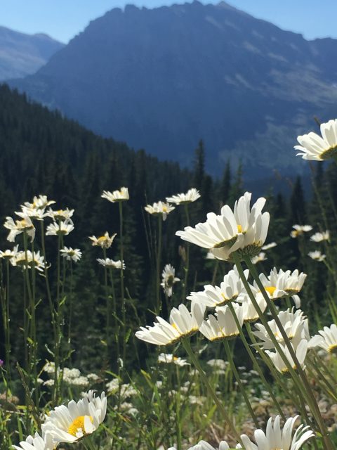 Glacier Park wildflowers