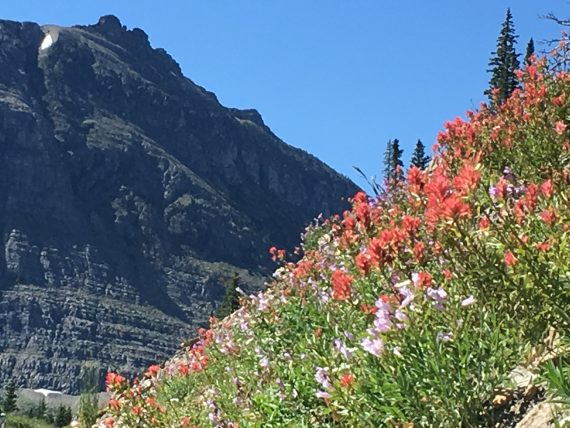 Glacier Park wildflowers