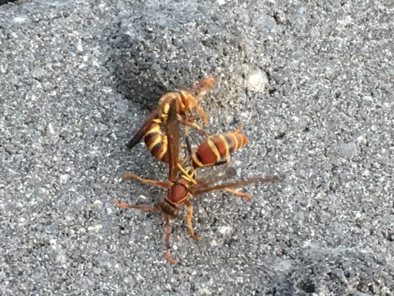 Florida paper wasps