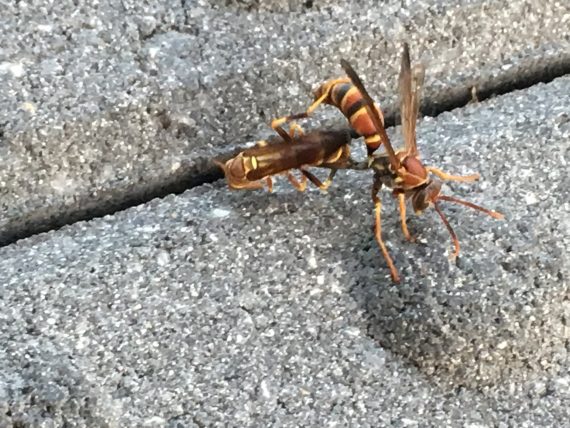 Florida paper wasps