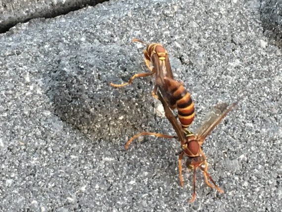 Florida paper wasps