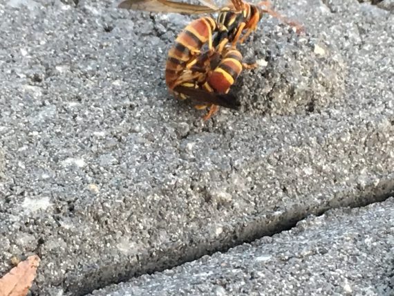 Florida paper wasps