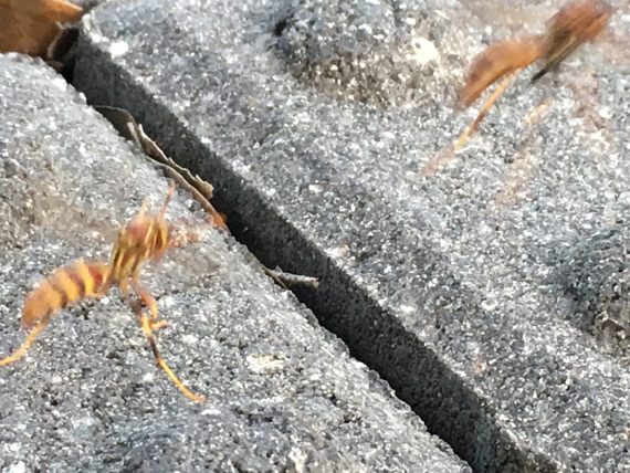 Florida paper wasps