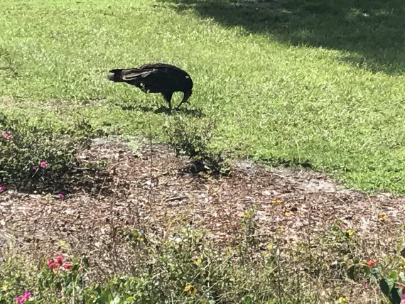 Vulture