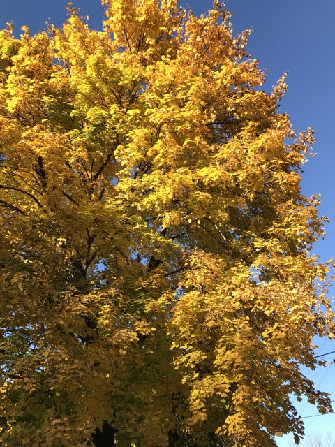 Fall tree colors
