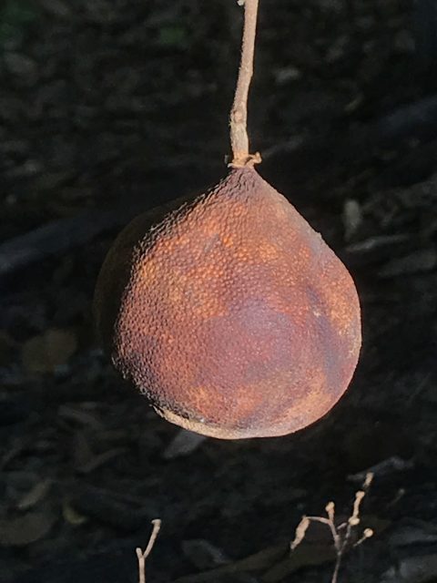 fruit rotting on the vine