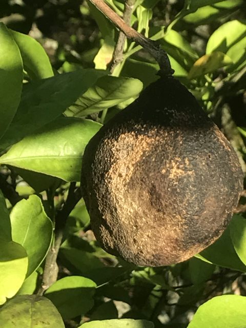 fruit rotting on the vine