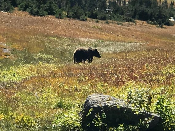 Grizzly Bear at Logan Pass