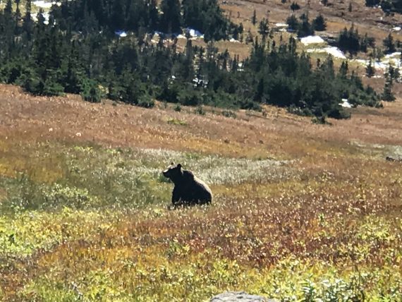 Grizzly Bear at Logan Pass