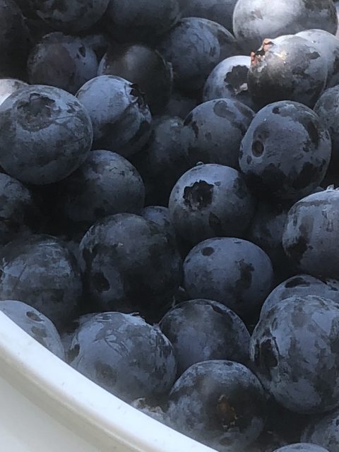 blueberries closeup
