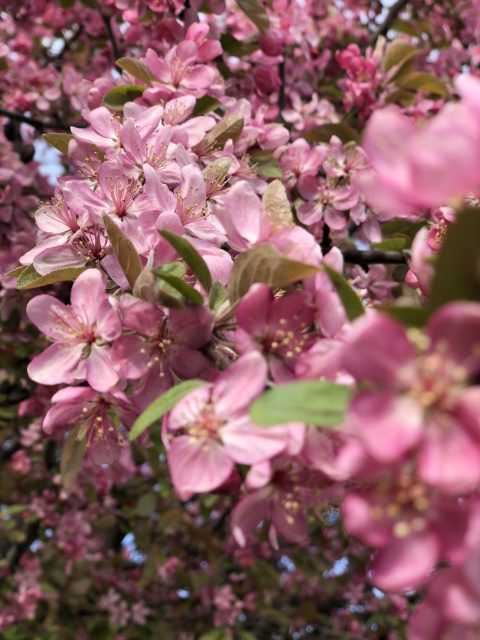 flowering tree
