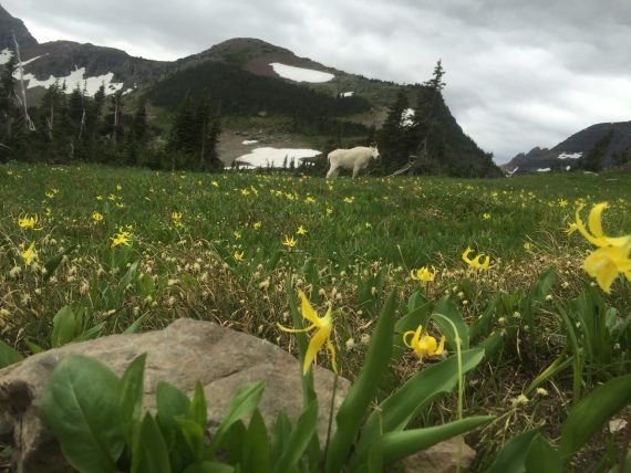 Glacier Mountain Goat