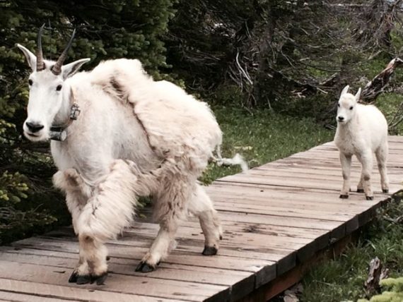 Glacier mountain Goats