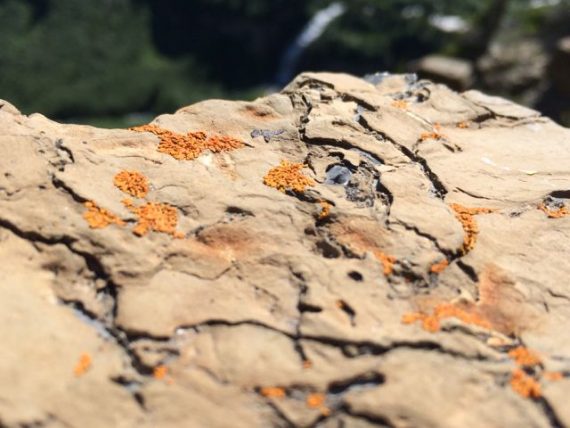 lichen in Glacier Park