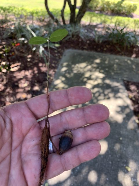 Acorn sprouting
