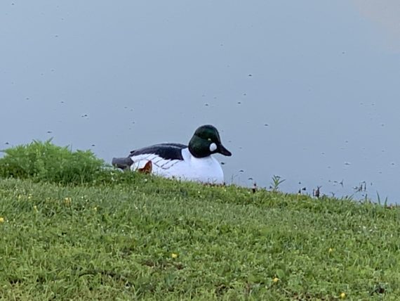 Decoy duck