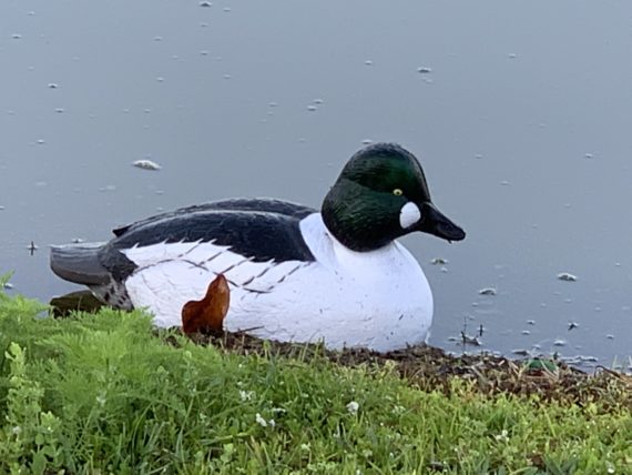 Decoy duck