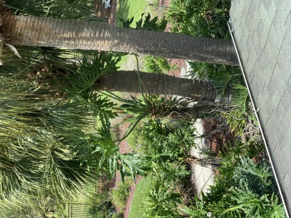 Home landscaping