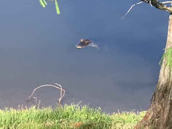 Florida alligator