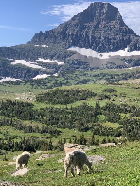 Mountain Goats