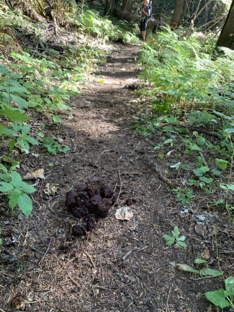 Grizzly Bear Scat (poop).