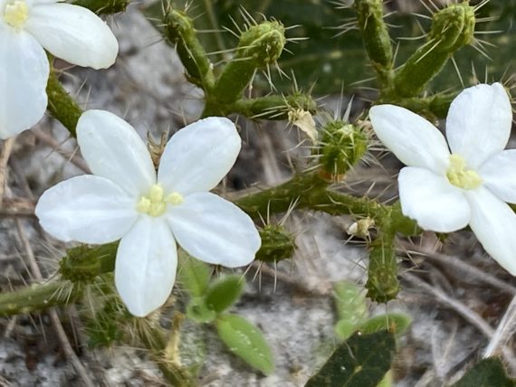 Central florida white flower