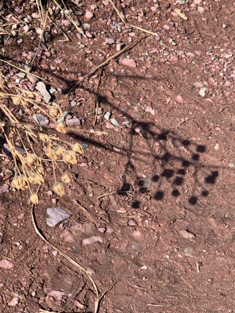 flower shadow