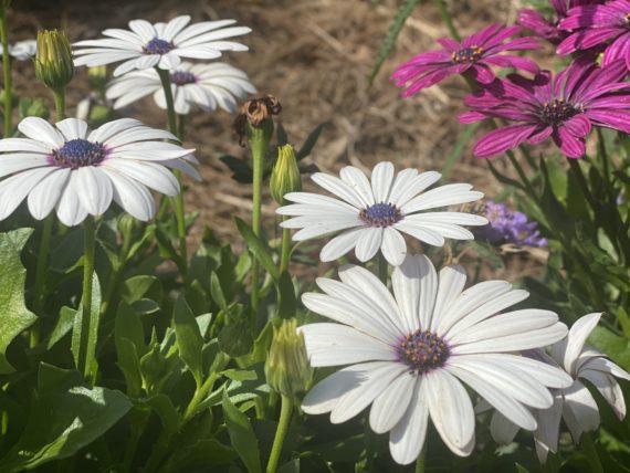Daisies