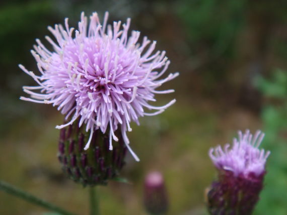 Pink wild flower