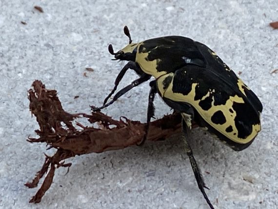 Florida beetle