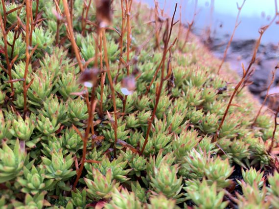 Moss type plant in Montana mountains