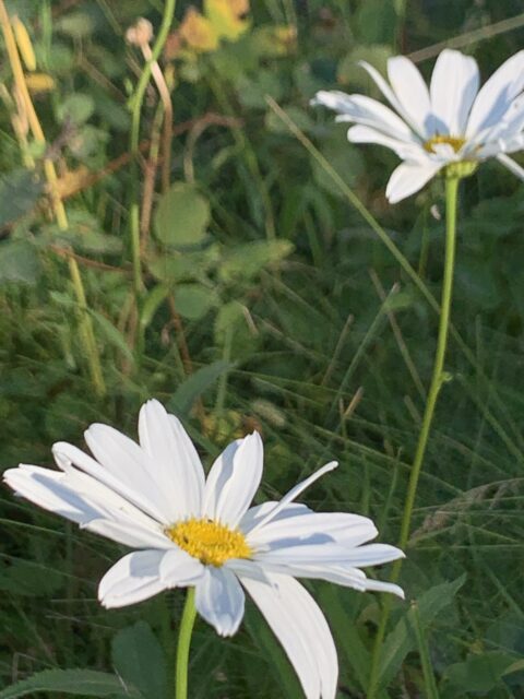 Daisies
