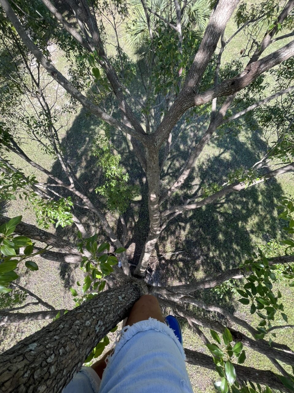 Man climbing in tree