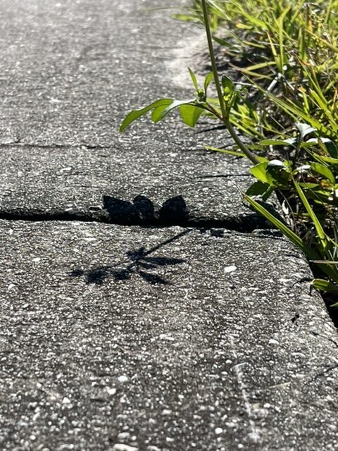 small plant shadow on side walk