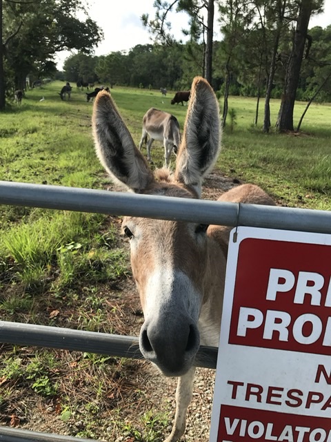 Donkey at fence gate