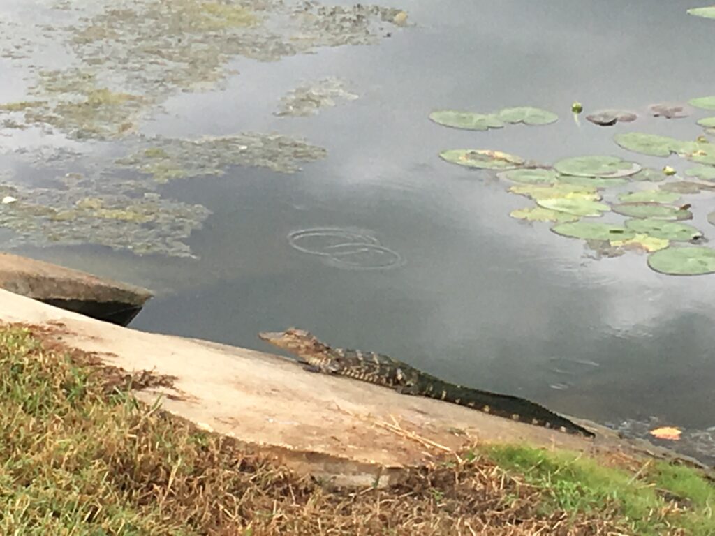 small alligator on drain 