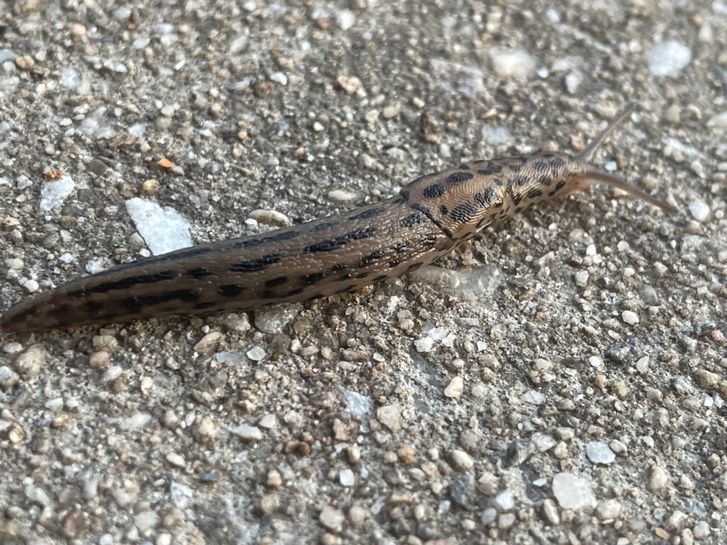 Slug on sidewalk
