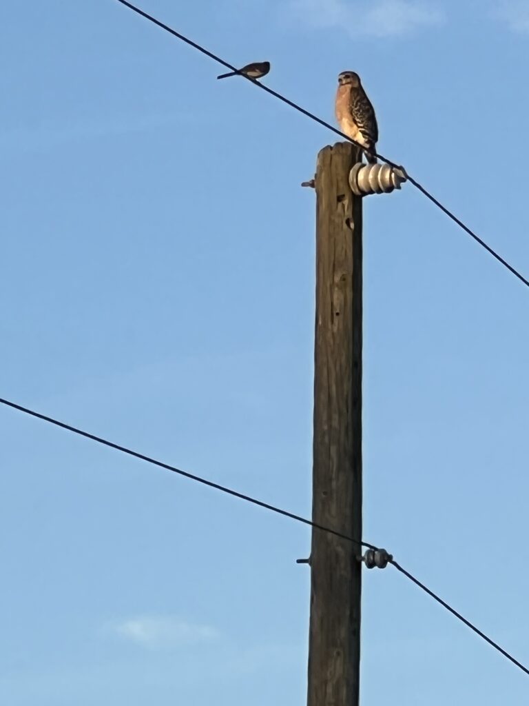 Small bird and hawk confrontation