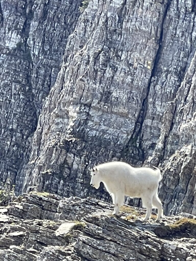 Mountain goat