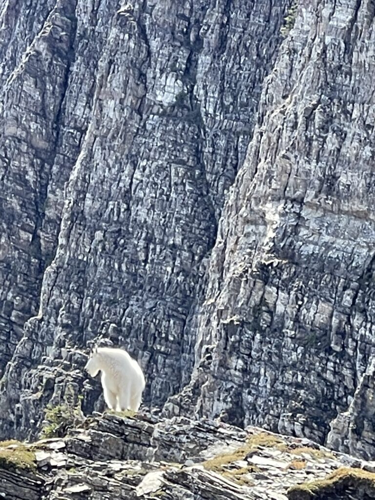Mountain goat