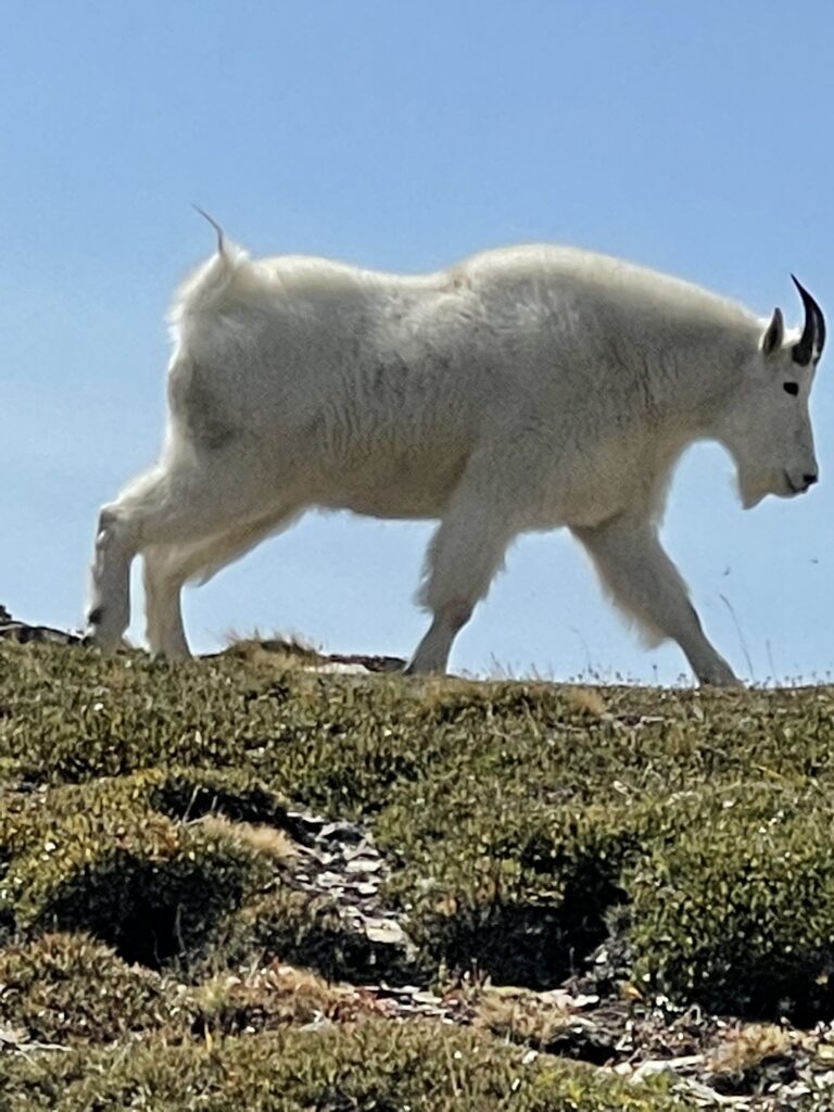 Mountain goat