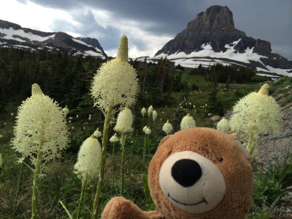 teddy bear in mountains