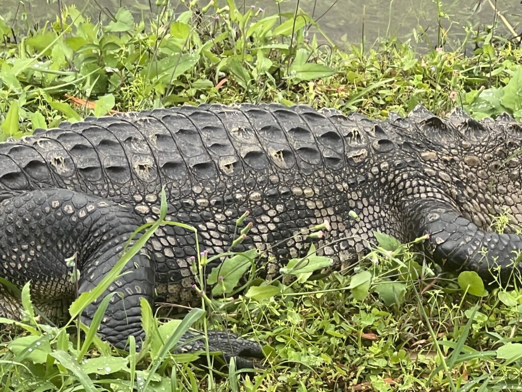 close of alligator torso