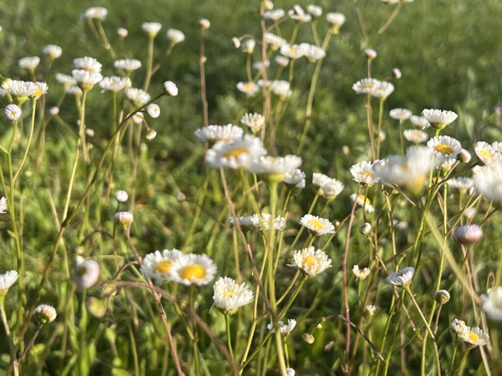 wild flowers
