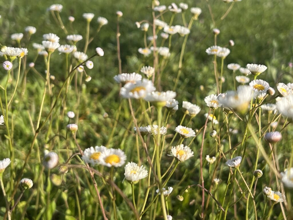 wild flowers
