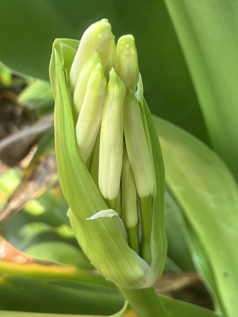 Lilly bloom not fully open
