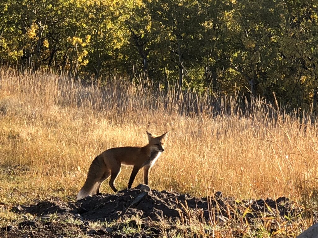 fox