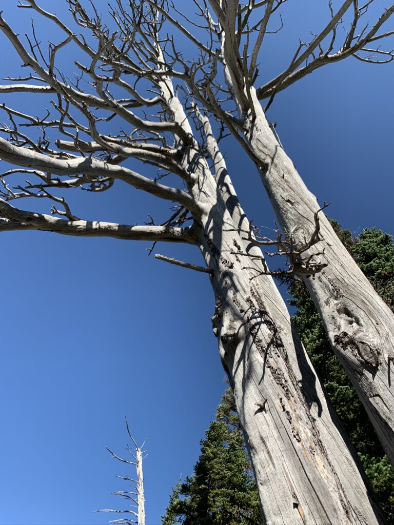 two unbleached dead pine trees
