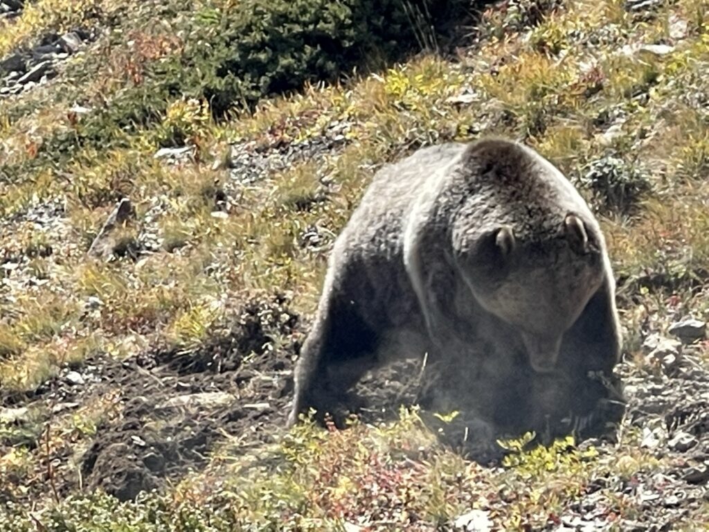 Grizzly Bear