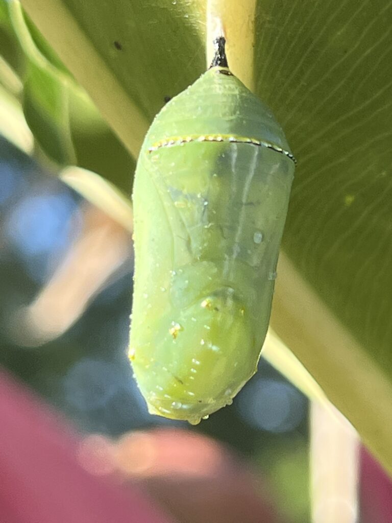 Butterfly chrysalis
